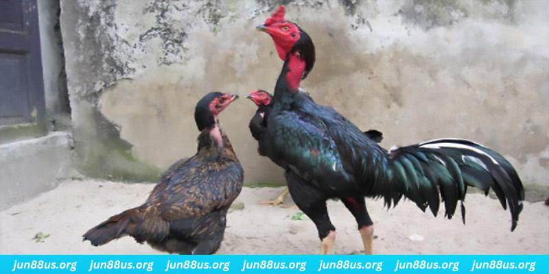 66ff casino hồ tràm có cho người việt vào không